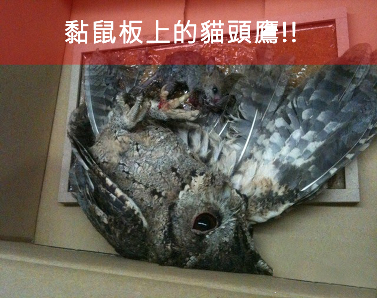 限用黏鼠板